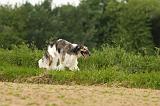 BARZOI 143